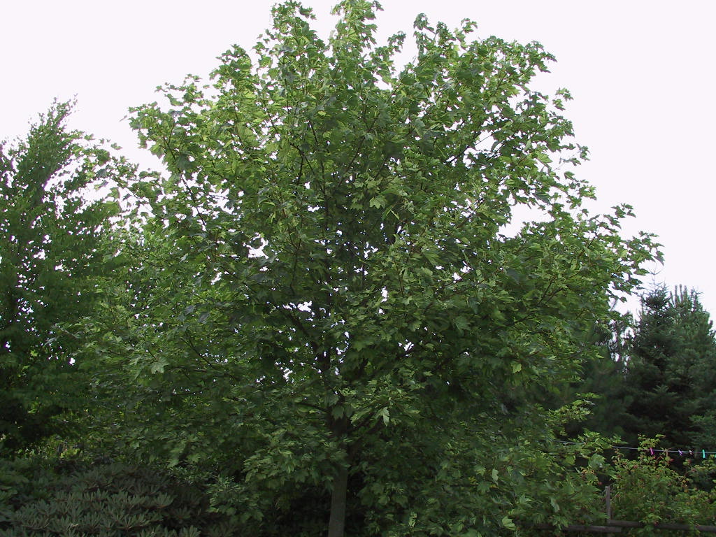 Acer pseudoplatanus Leopoldii - Baum2.jpg